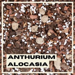 PlantNest premium soil anthurium & alocasia