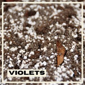 PlantNest Violets mix