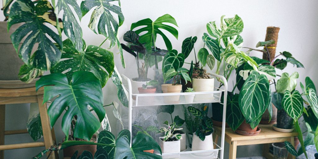 aroid-soil-mix-for-houseplants-plantnest