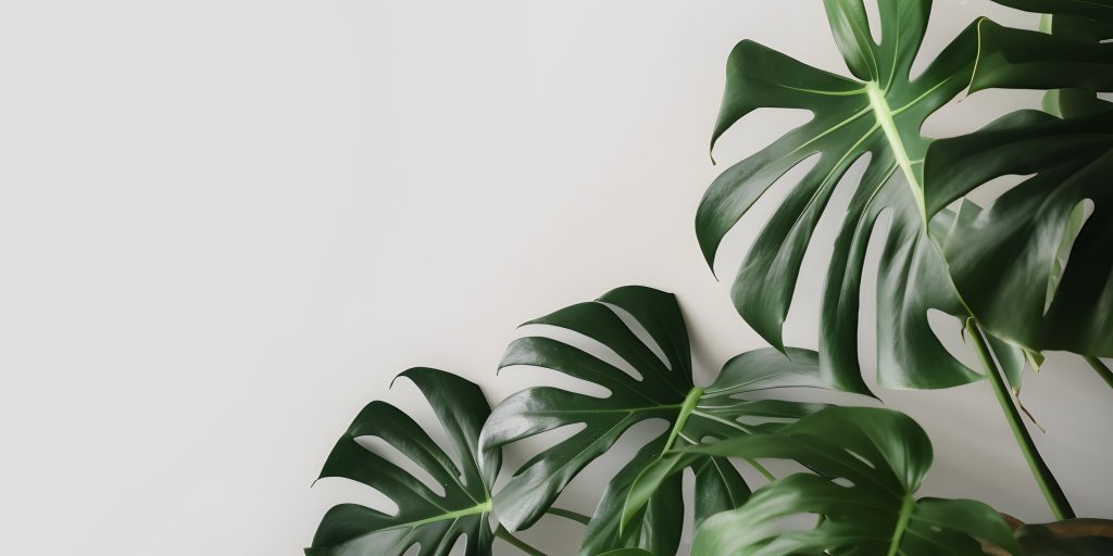 aroid-soil-mix-for-houseplants-plantnest