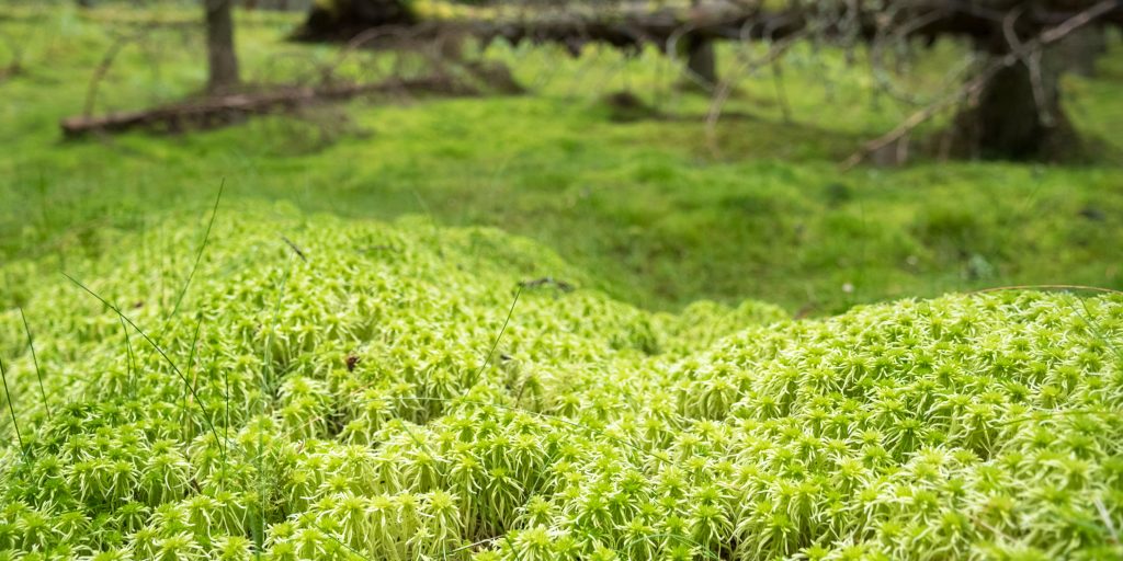 sphagnum-moss-plantnest