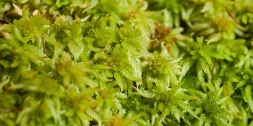 sphagnum-moss-plantnest