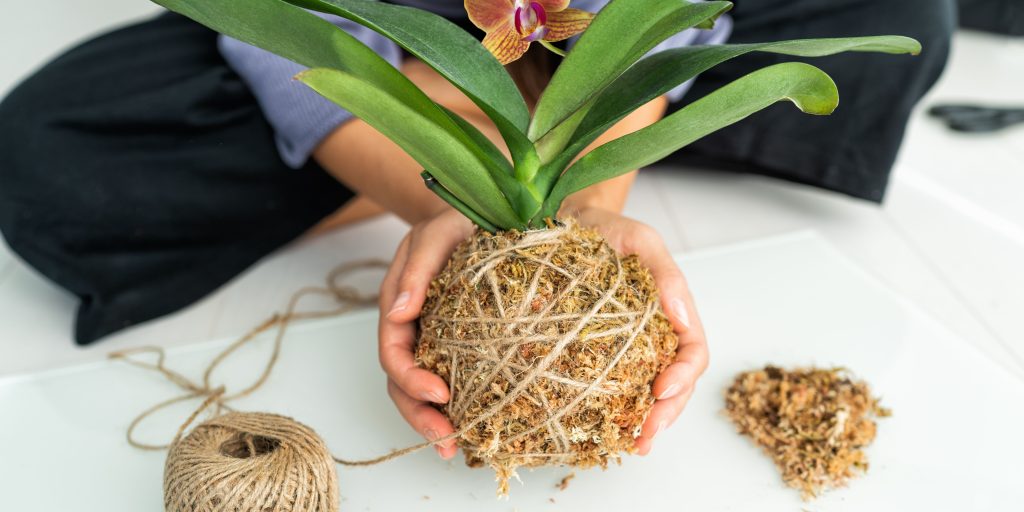 sphagnum-moss-plantnest
