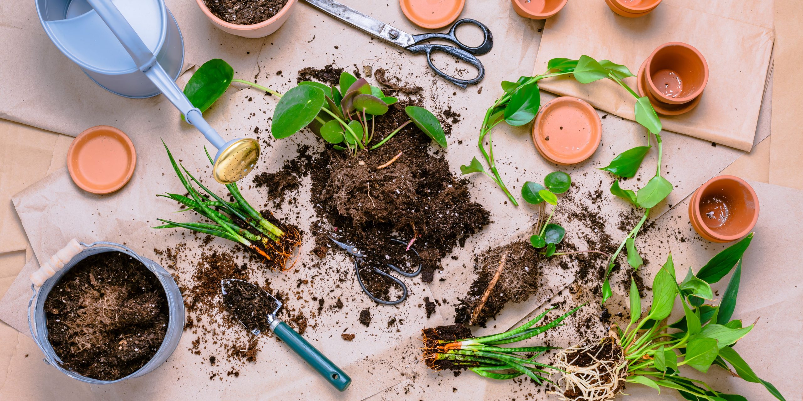 propagation-cuttings-houseplants-plantnest