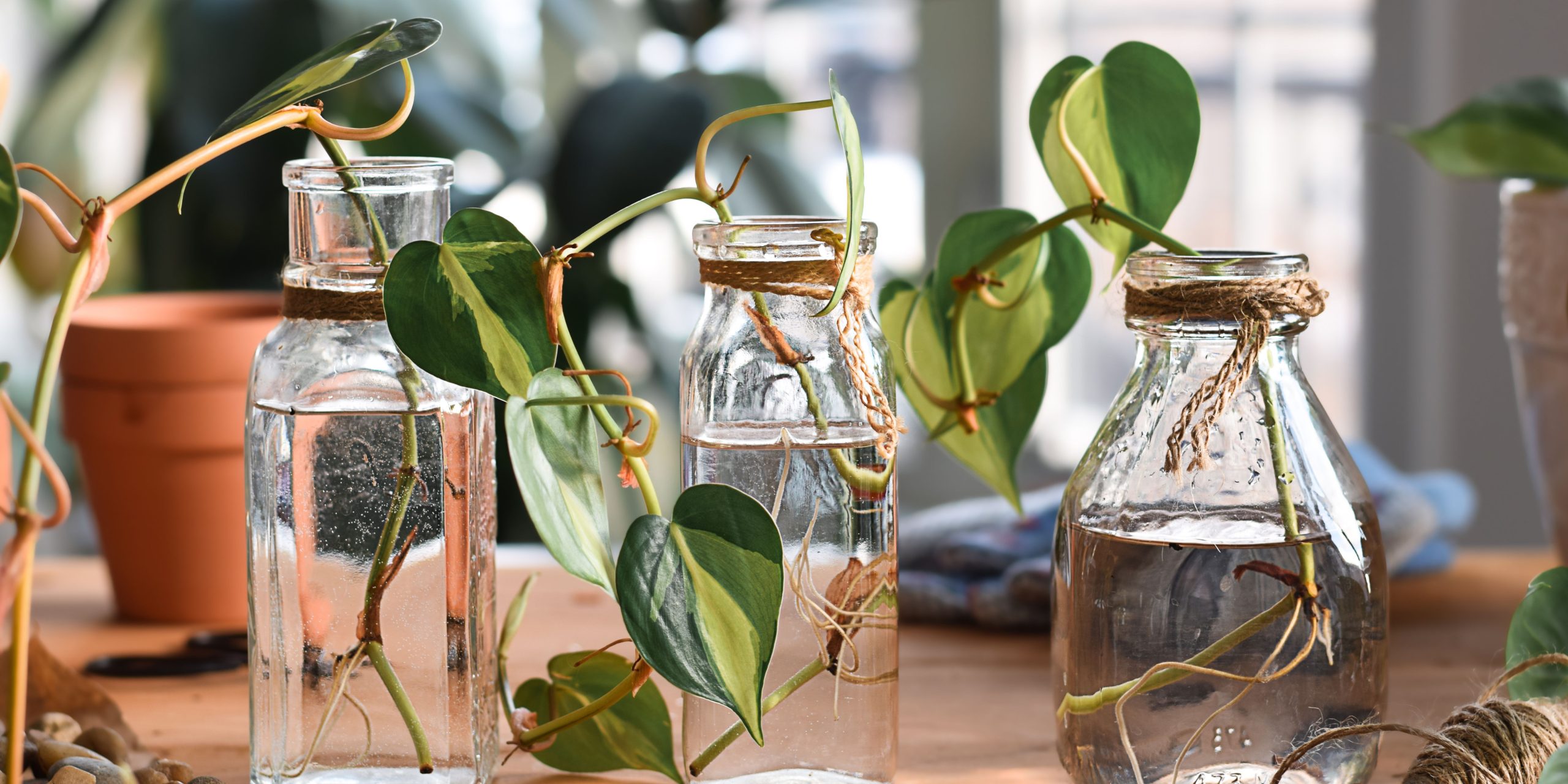 propagation-cuttings-houseplants-plantnest