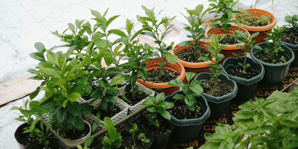 pots-for-houseplants-plantnest