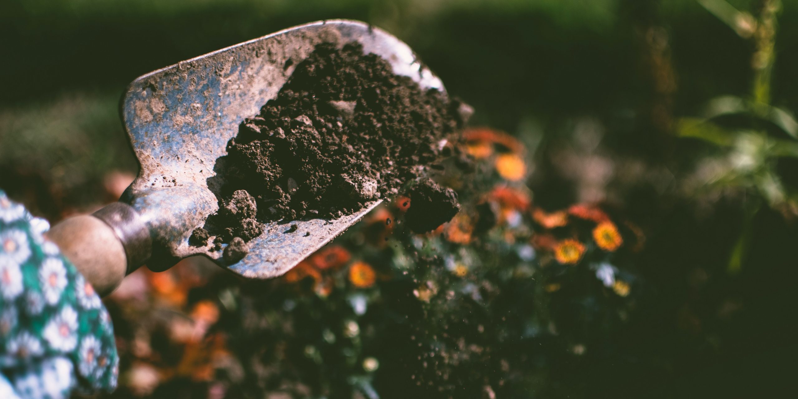 mould-houseplants-plantnest
