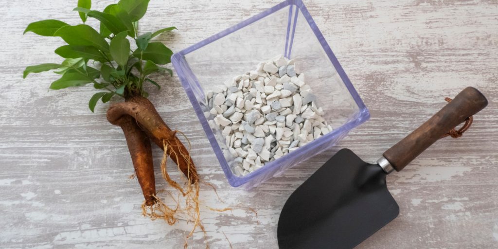 root-rot-houseplants-plantnest