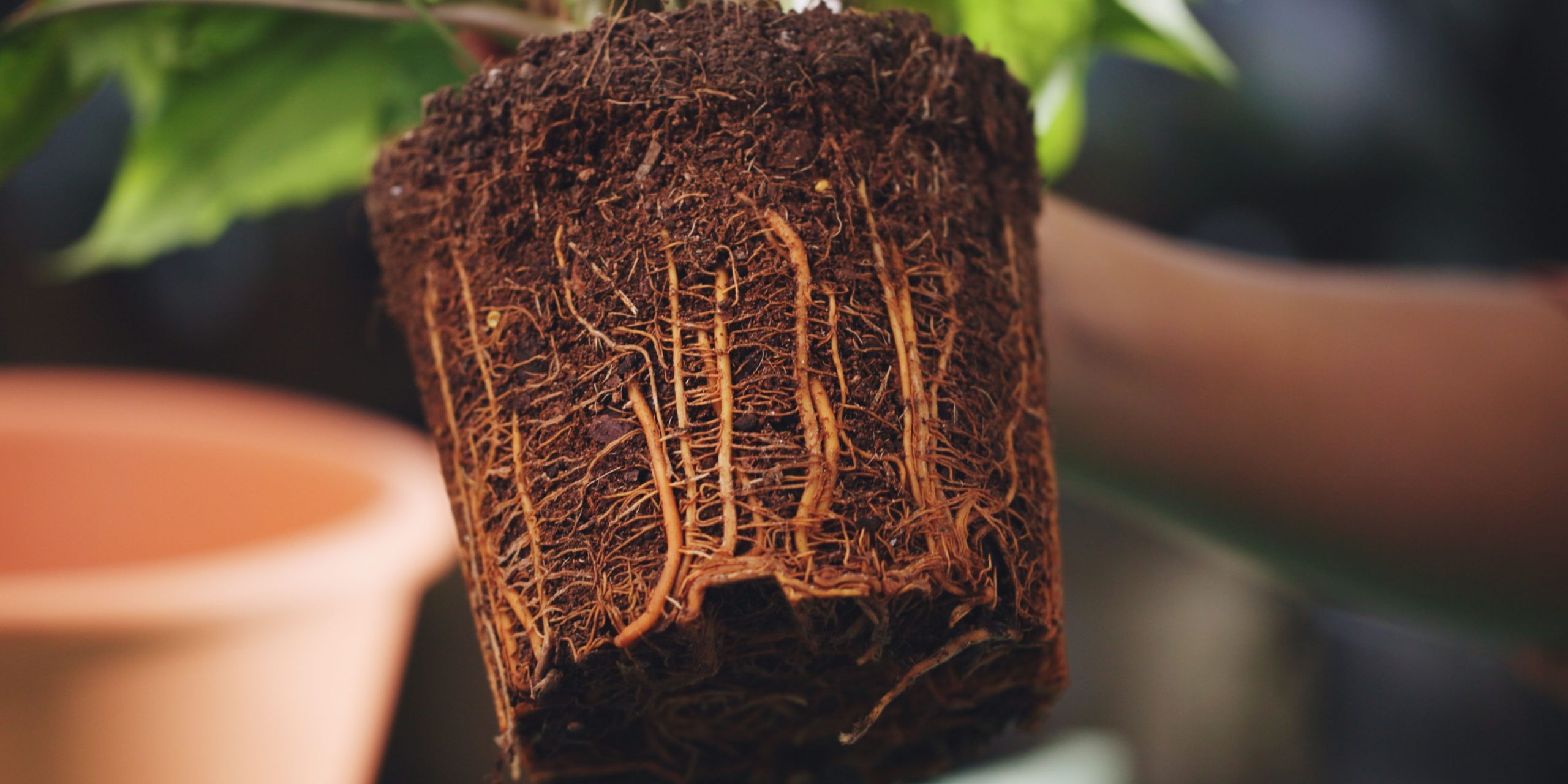 root-rot-houseplants-plantnest