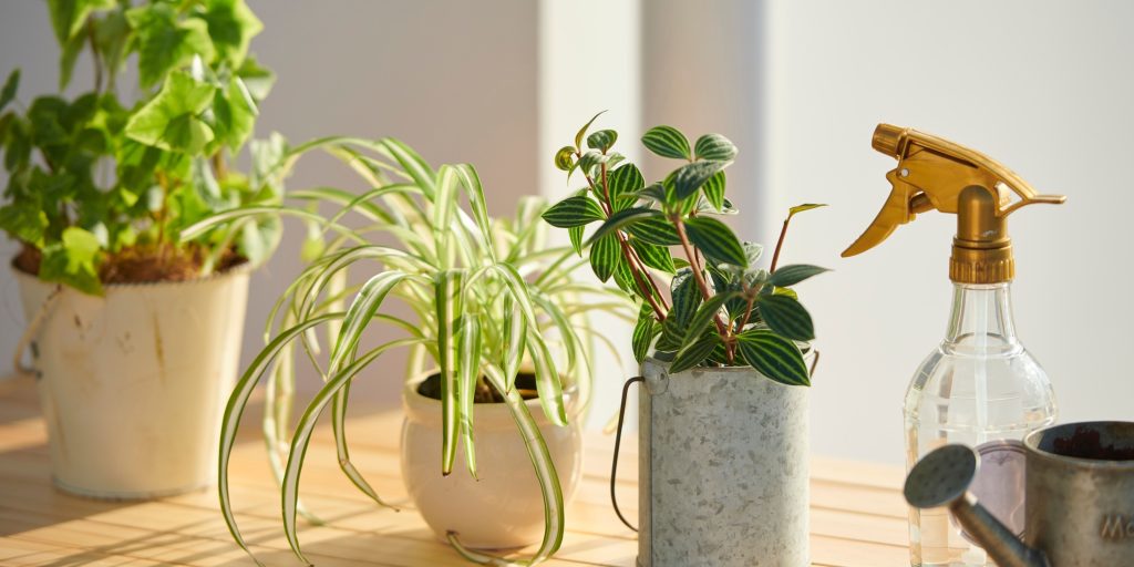 watering-houseplants-plantnest