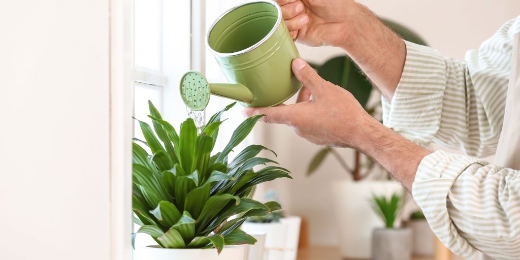watering-houseplants-plantnest