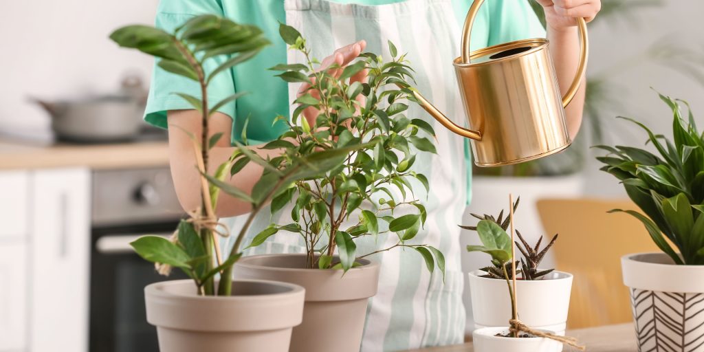 watering-houseplants-plantnest