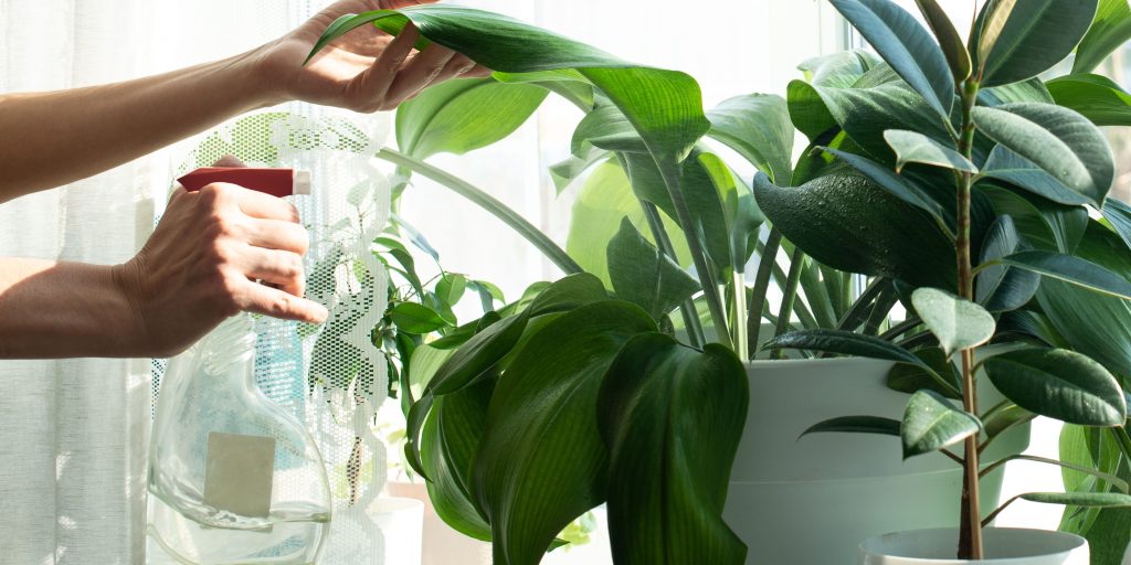 watering-houseplants-plantnest
