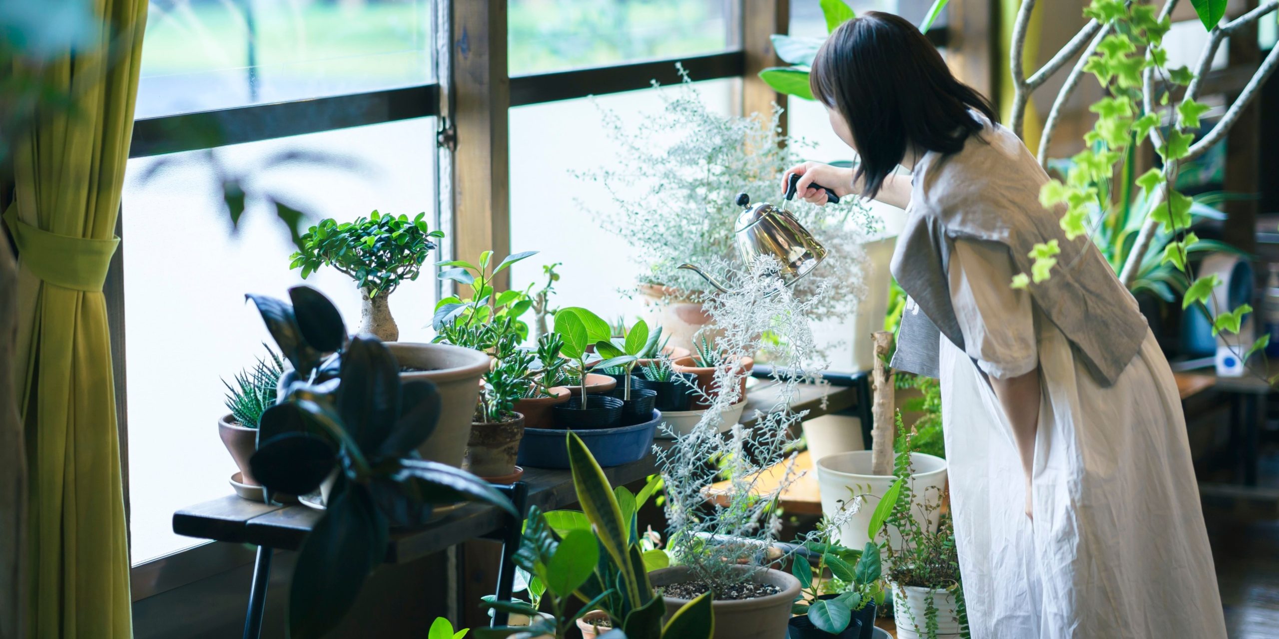 watering-houseplants-plantnest