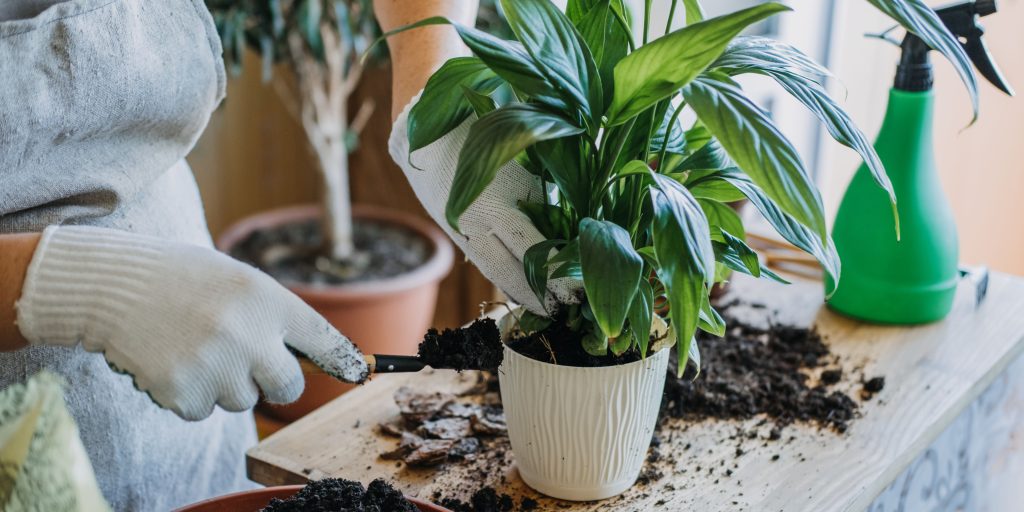 watering-houseplants-plantnest