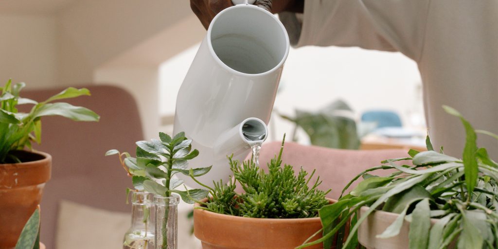 watering-houseplants-plantnest