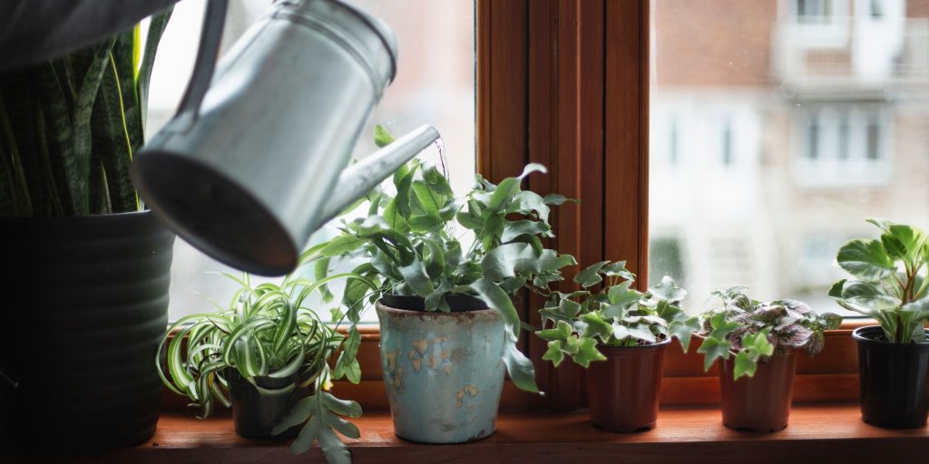 watering-houseplants-plantnest