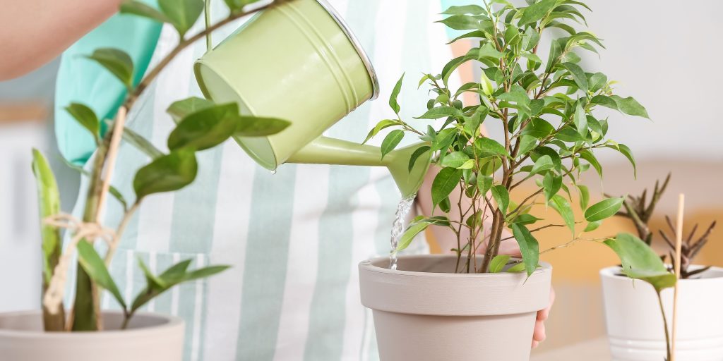 watering-houseplants-plantnest