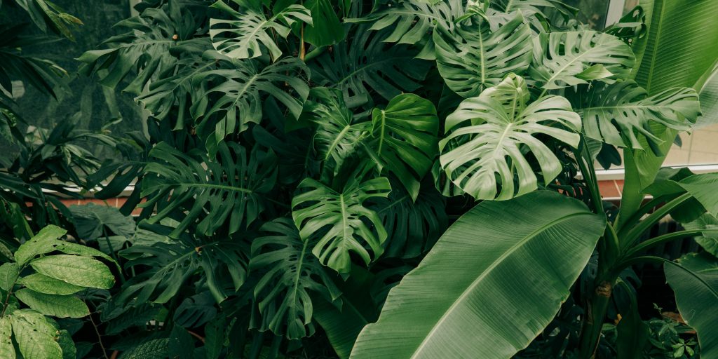 aroid-soil-mix-for-houseplants-plantnest