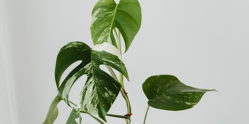 aroid-soil-mix-for-houseplants-plantnest