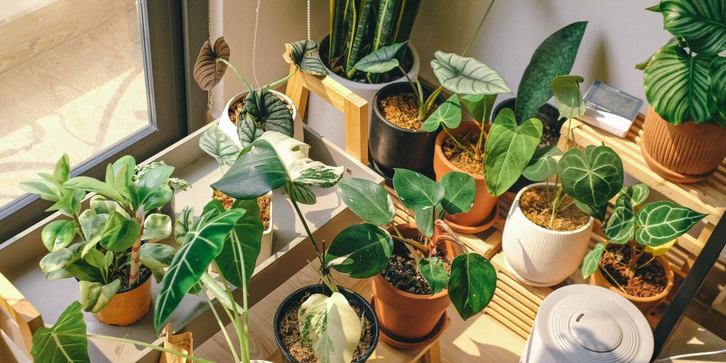 aroid-soil-mix-for-houseplants-plantnest