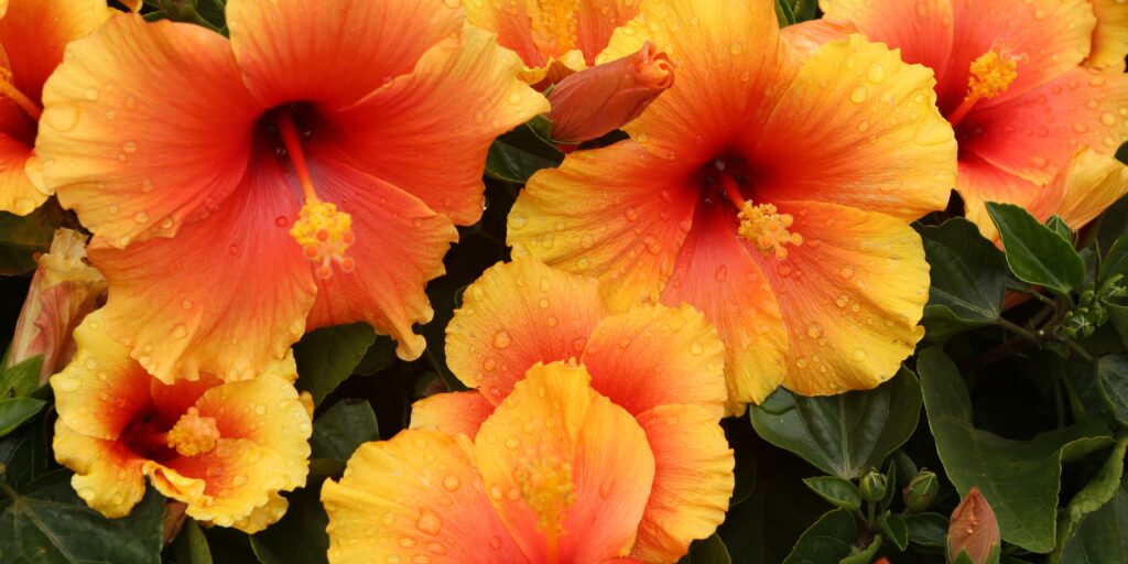hibiscus-pests-plantnest