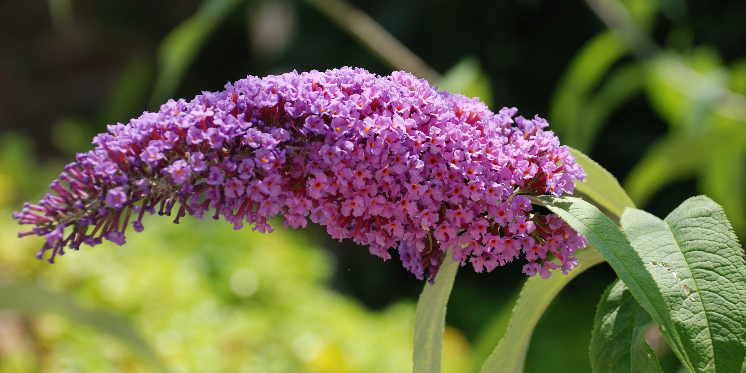 buddleia-flowers-plantnest