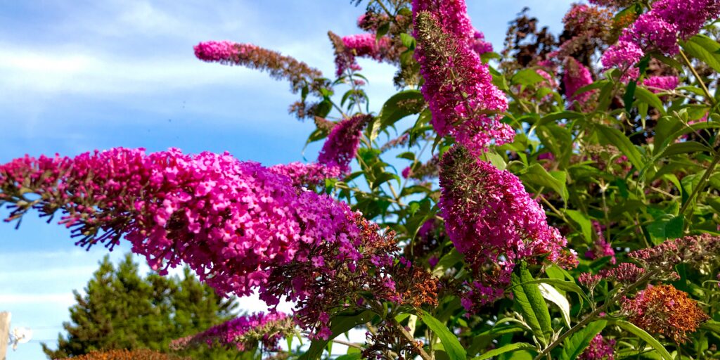 buddleia-flowers-plantnest