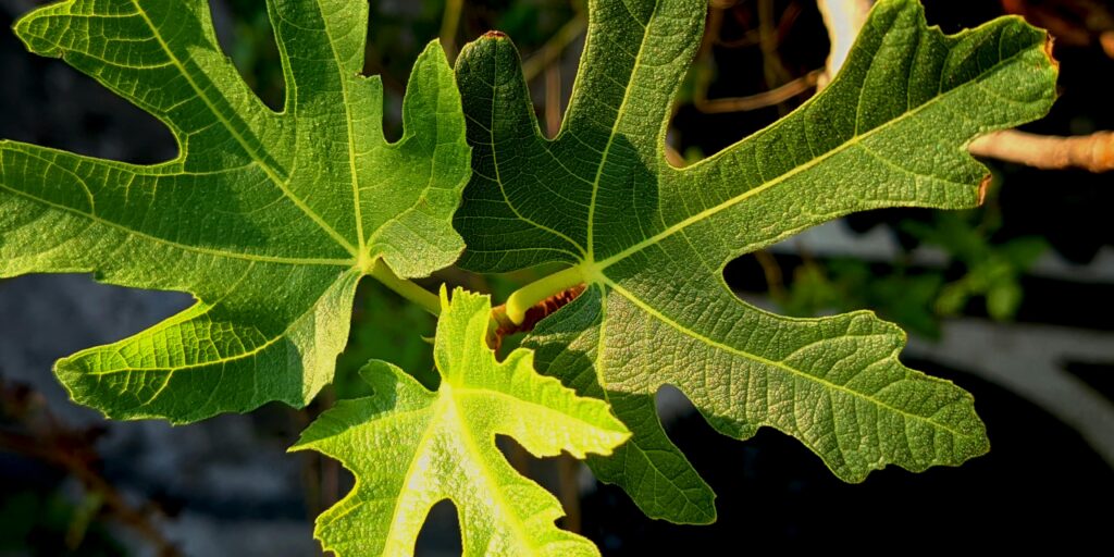 fig-tree-ficus-carica-plantnest