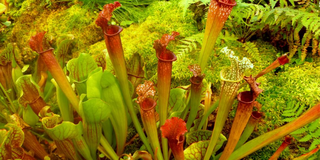 why-are-my-carnivorous-plants-dying-plantnest