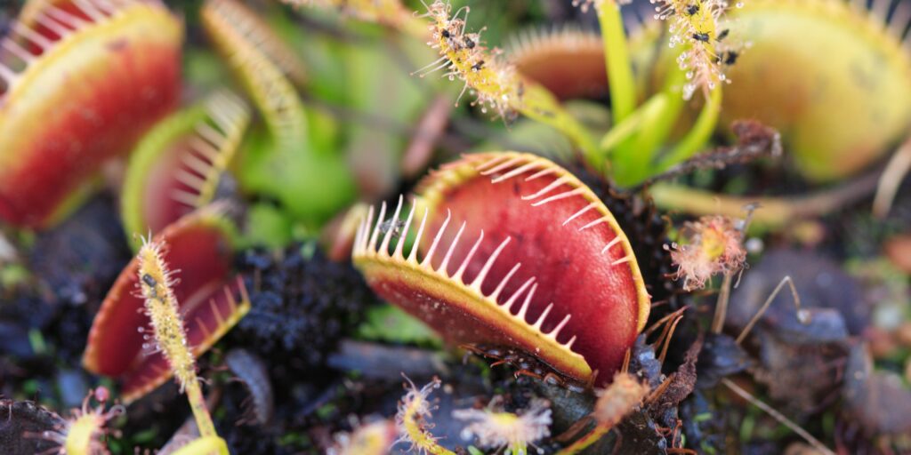why-are-my-carnivorous-plants-dying-plantnest
