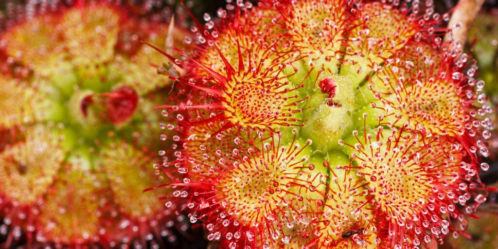 carnivorous-plants-plantnest