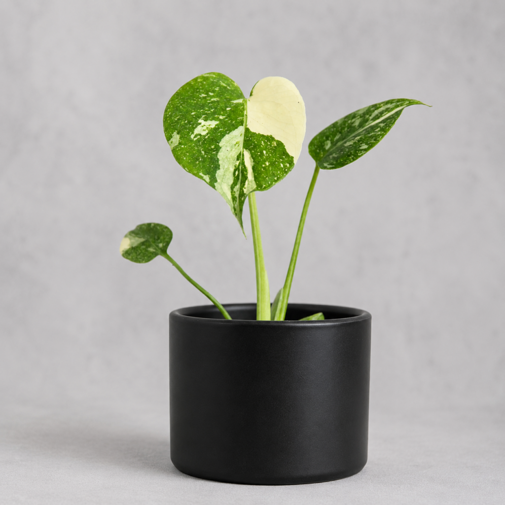 monstera-thai-constellation-houseplant-plantnest