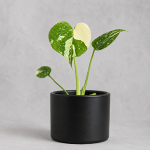 monstera-thai-constellation-houseplant-plantnest