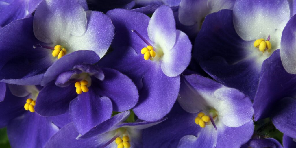 violets-flowers-plantnest