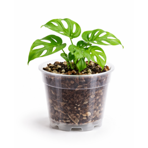 transparent-pot-plastic-pot-orchid-pot-plantnest