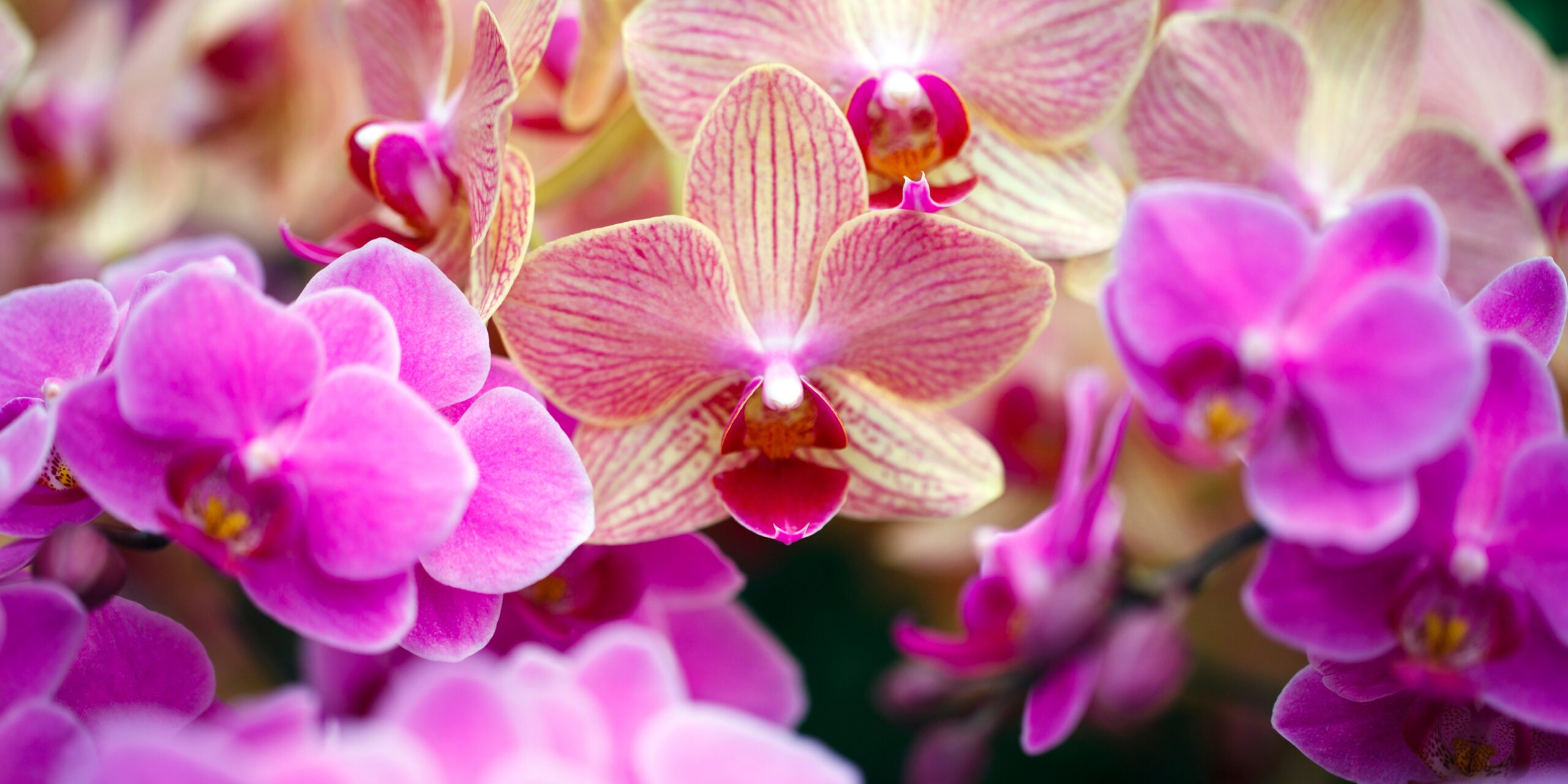orchid-orchidea-phalaenopsis-plantnest
