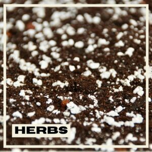 PlantNest-herbs-soil-plants
