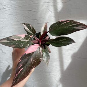 philodendron-pink-princess-marble-houseplant-plantnest