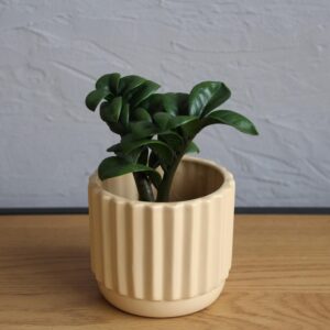 zamioculcas-zenzi-houseplant-zz-plant-plantnest