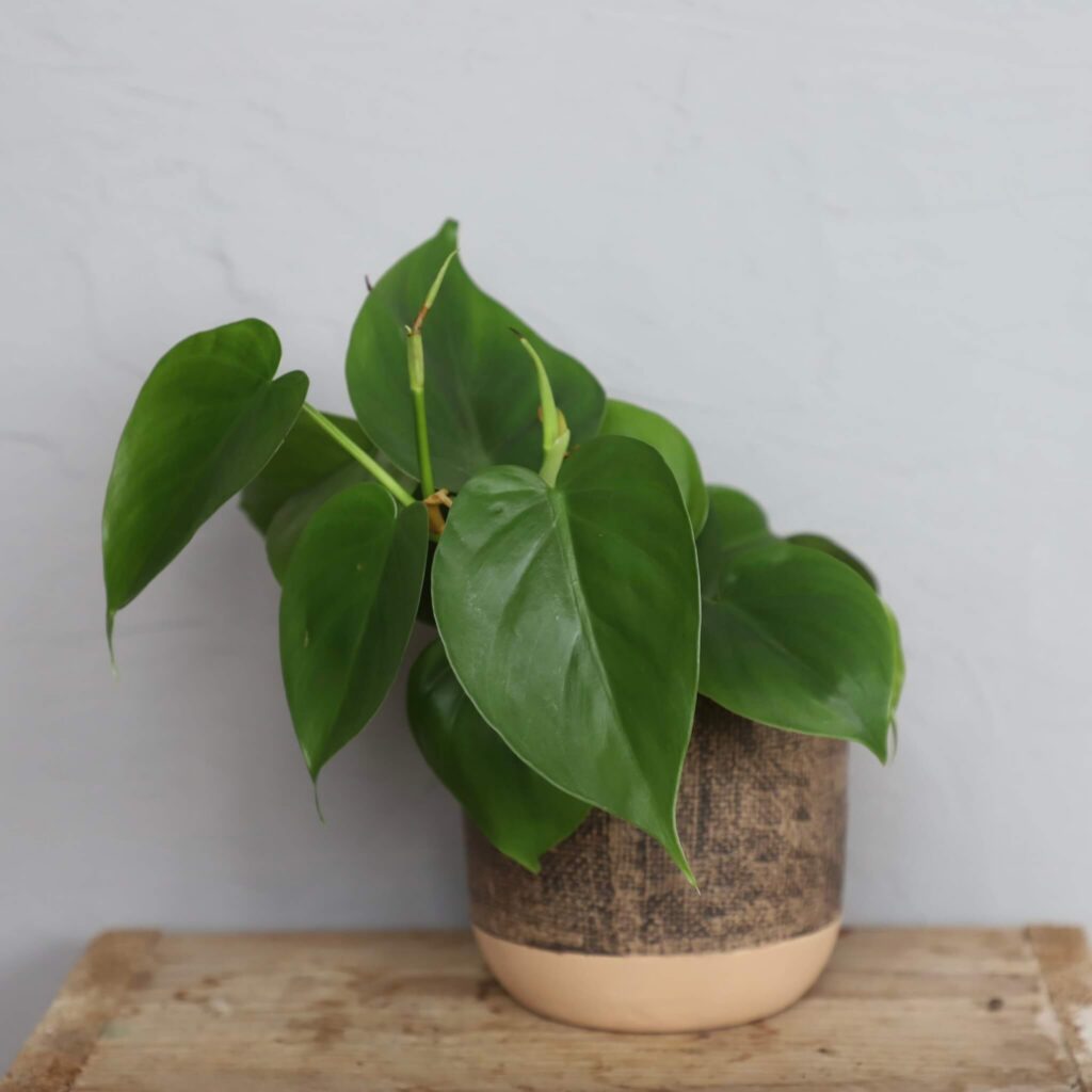 philodendron-scandens-houseplant-plantnest