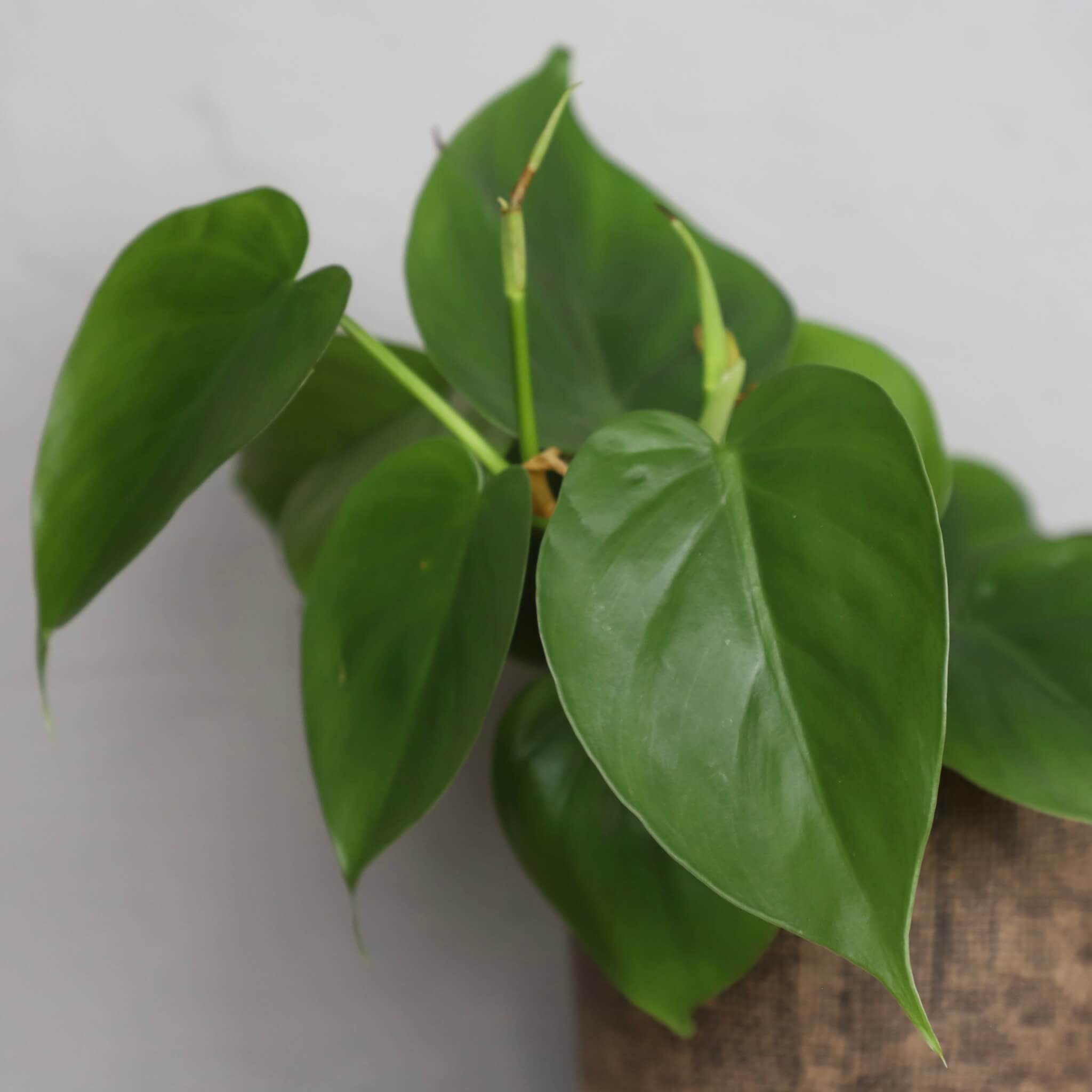 philodendron-scandens-houseplant-plantnest