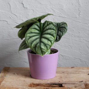 alocasia-silver-dragon-houseplant-plantnest