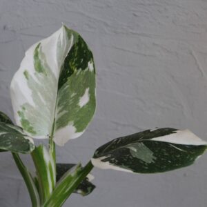 philodendron-white-wizard-houseplants-plantnest