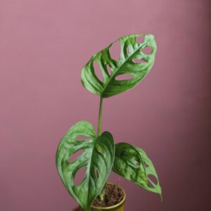 monstera-adansonii-monkey-mask-plantnest