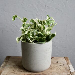 epipremnum-aureum-n-joy-houseplant-plantnest