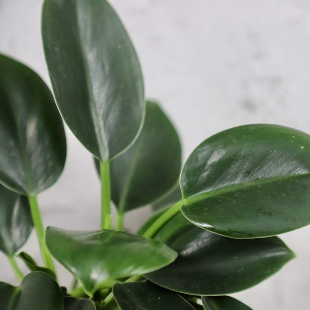 philodendron-green-princess-houseplant-plantnest