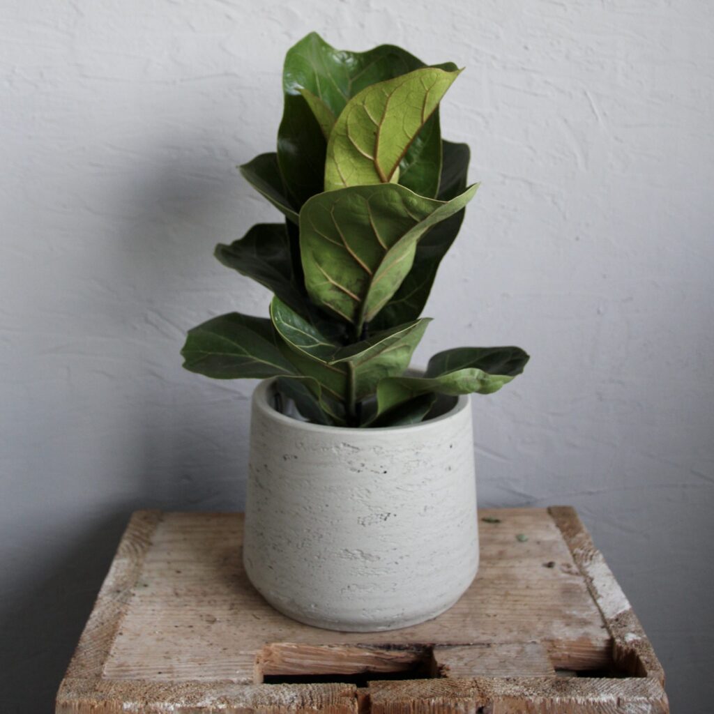 ficus-lyrata-fiddle-leaf-fig-houseplant-plantnest