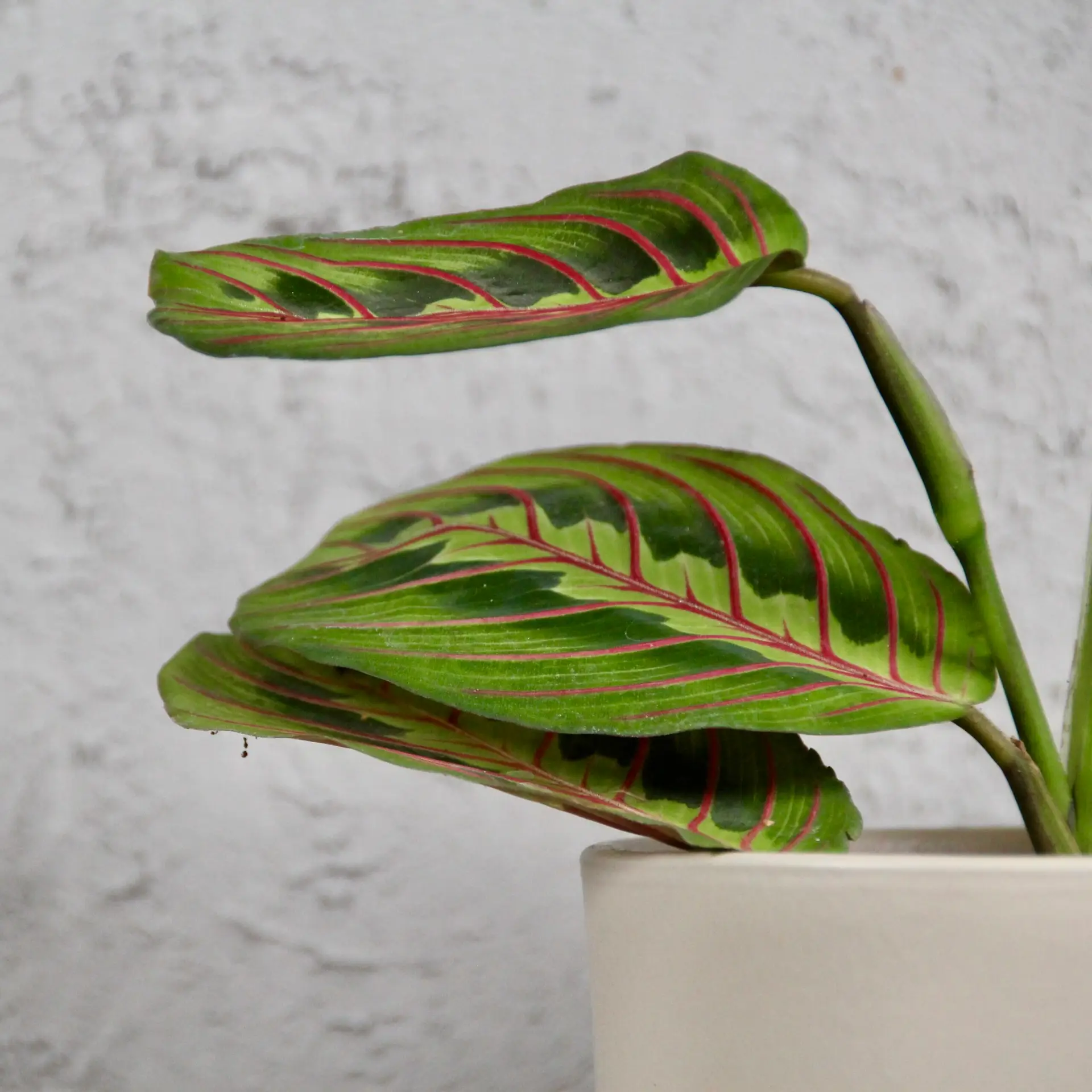 maranta-leuconeura-fascinator-prayer-plant-plantnest