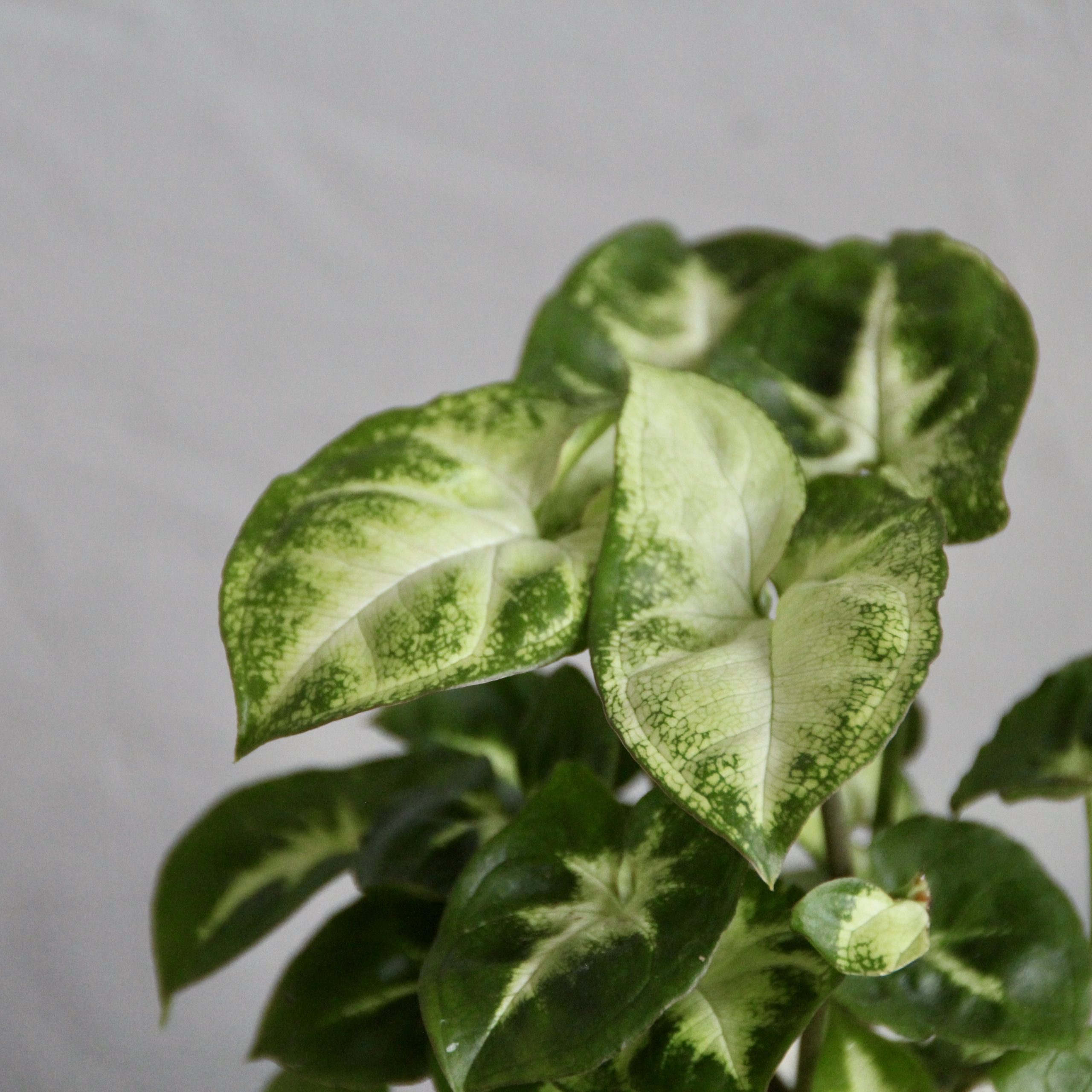 syngonium-pixie-plantnest